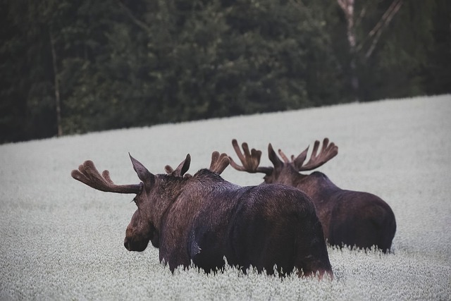Alaskan Moose