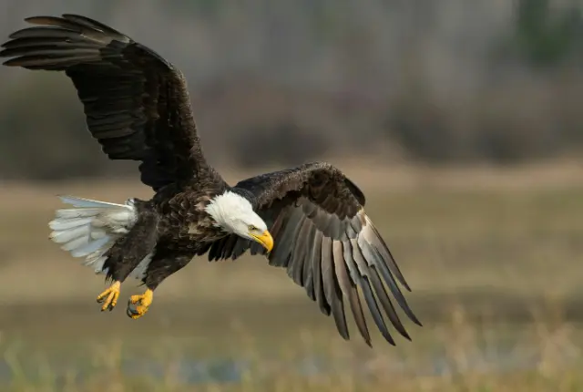 Alaskan Bald Eagle