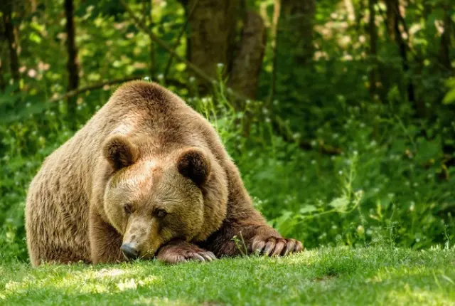 Alaskan Brown Bear