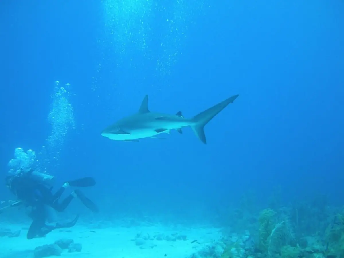 Scuba Diving in Bahamas