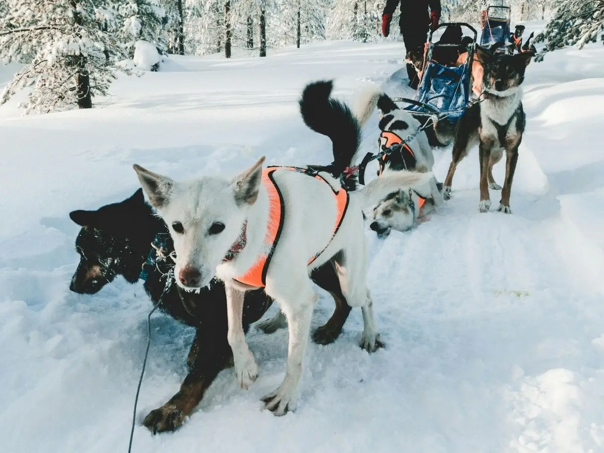 Dog Sledge Alaska