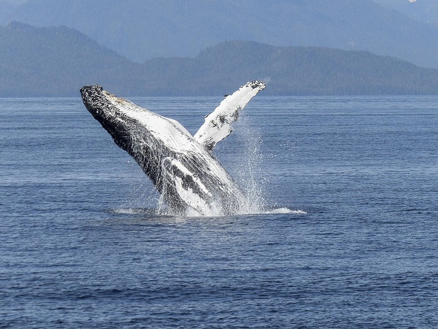 Hawaii to Alaska Cruise