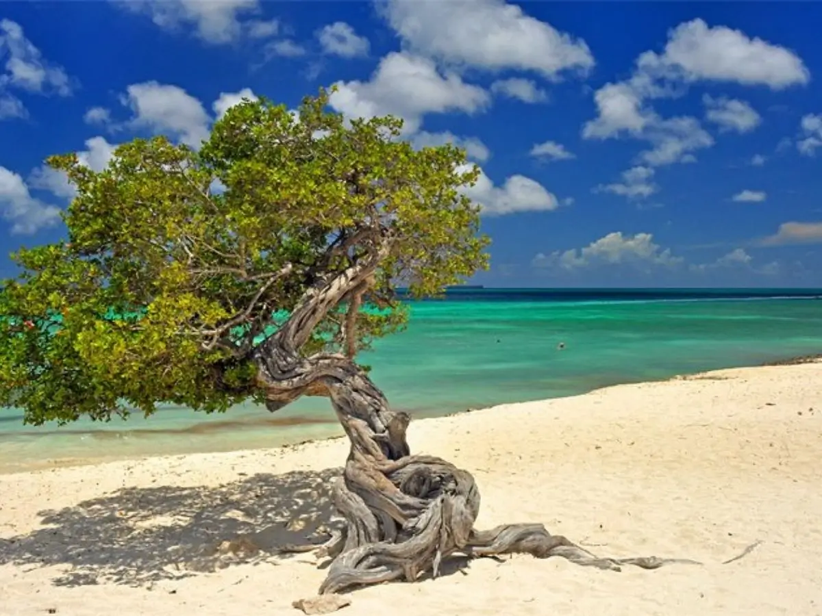 Aruba eagle beach