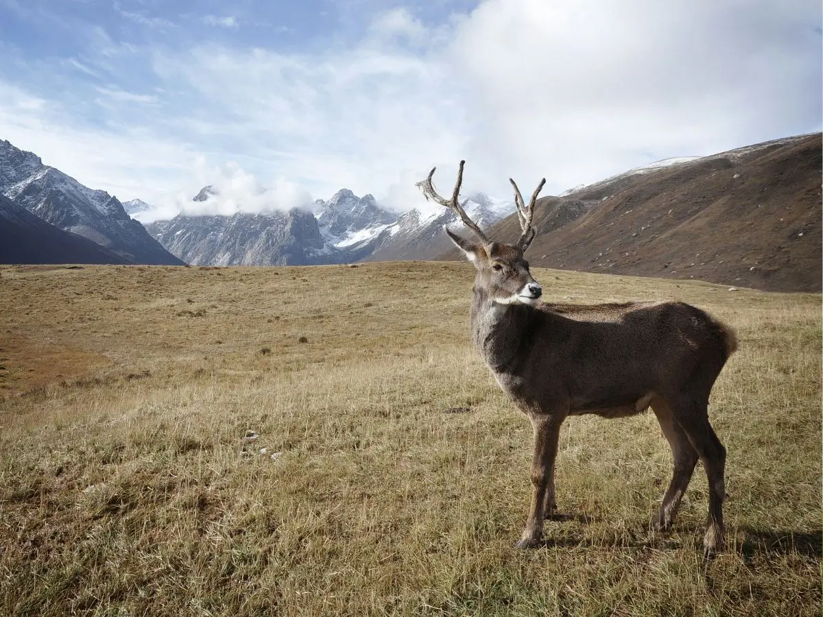 Caribou in the mountains