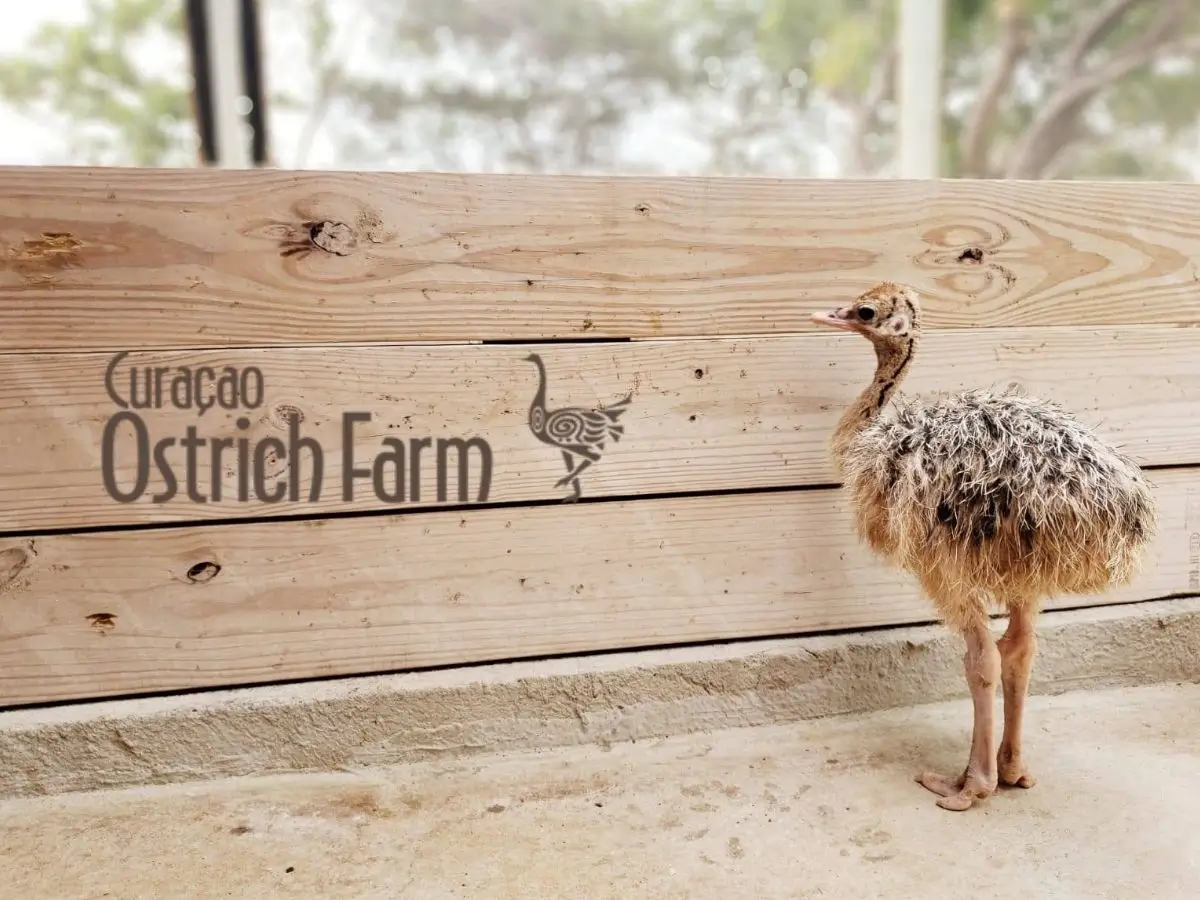 Curacao Ostrich Farm