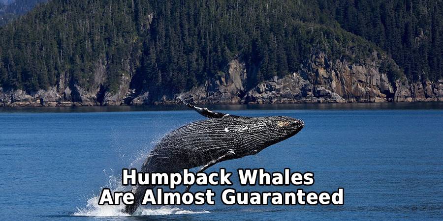 Humpback Whales
Are Almost Guaranteed