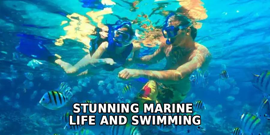 Stunning Marine 
Life and Swimming