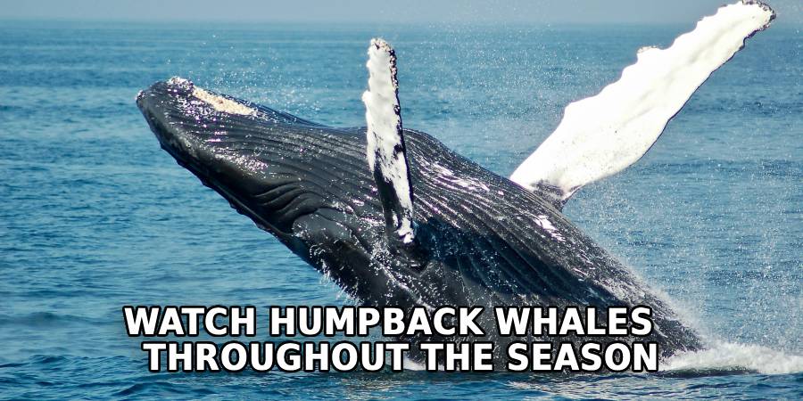 Watch Humpback Whales  
Throughout the Season