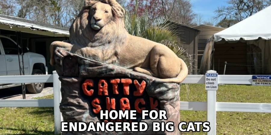 Home for 
Endangered Big Cats