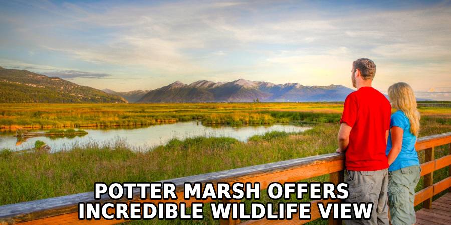 Potter Marsh Offers 
Incredible Wildlife View