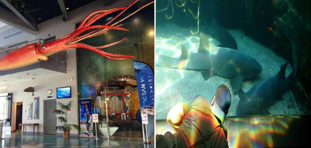 Visit Bermuda Aquarium