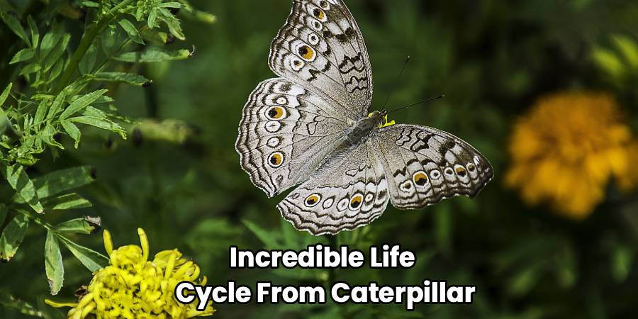 Incredible Life
Cycle From Caterpillar